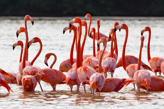 Las Coloradas Pink Lake & Rio Lagartos Guided Tour - Rio Lagartos boat tour: mangroves, birds, and the crocodile-spotting vibe
