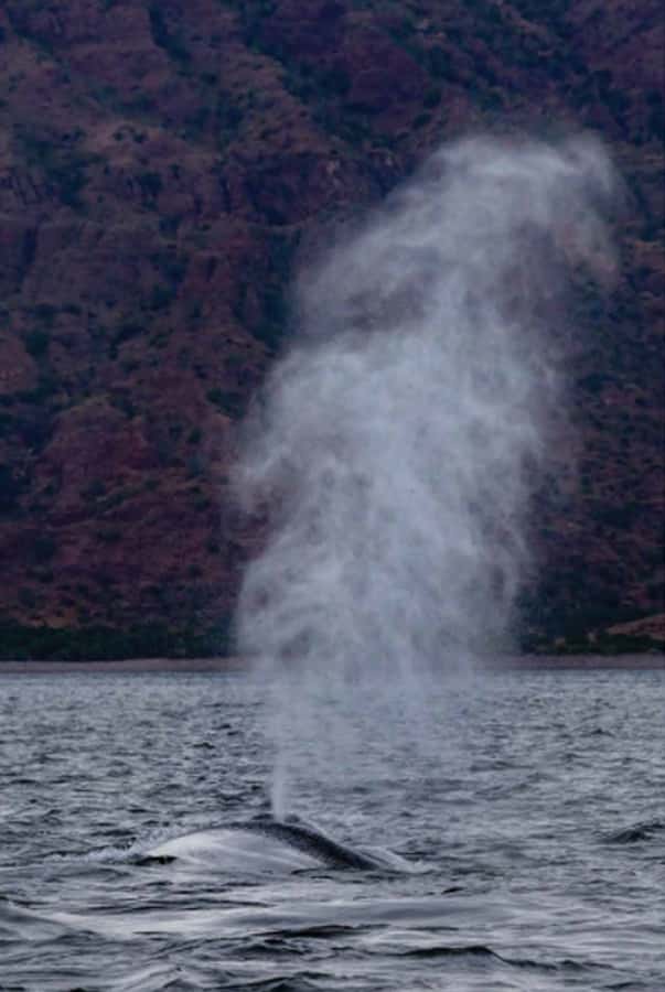 Loreto: Whale Watching Cruise with Transfers and Lunch - Key highlights you should care about