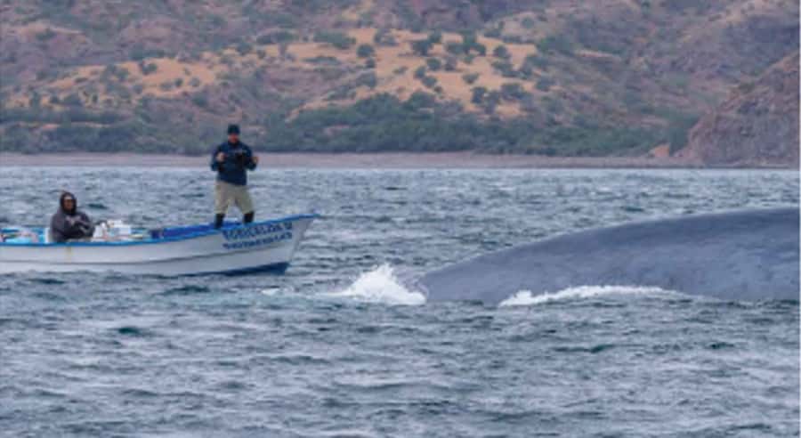 Loreto: Whale Watching Cruise with Transfers and Lunch - Loreto hotel pickup to the marina, a smooth 30-minute start