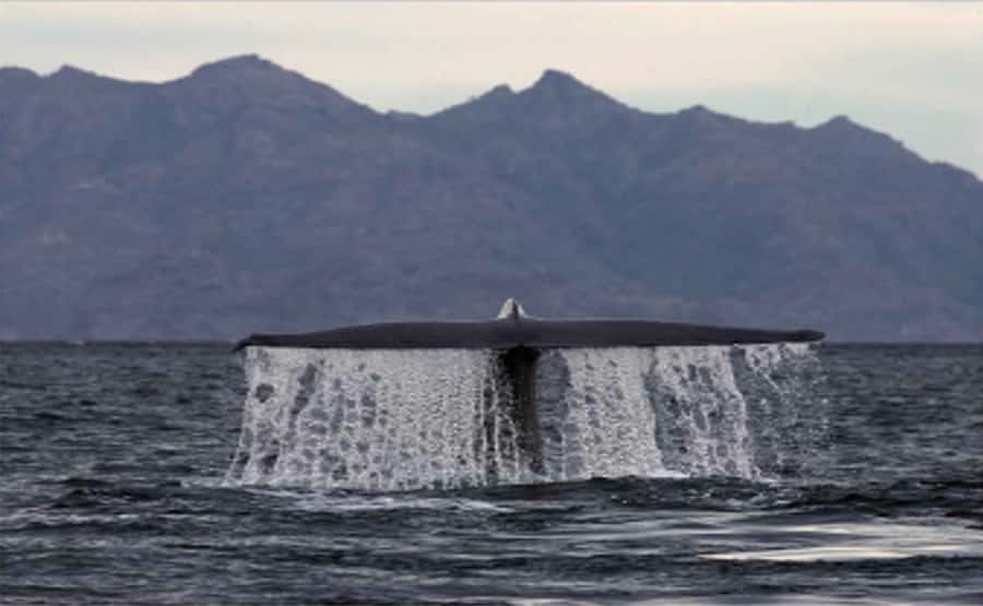 Loreto: Whale Watching Cruise with Transfers and Lunch - The guide in English and Spanish, plus the details that make you pay attention