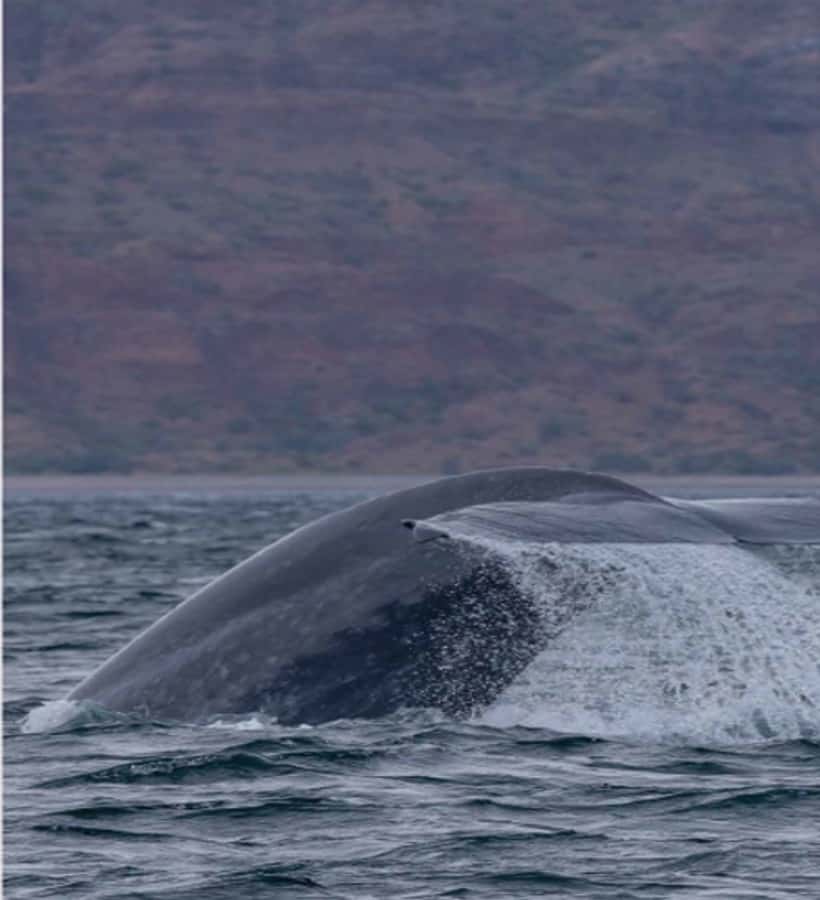 Loreto: Whale Watching Cruise with Transfers and Lunch - Bahia de Loreto National Park cruise, where the spotting happens