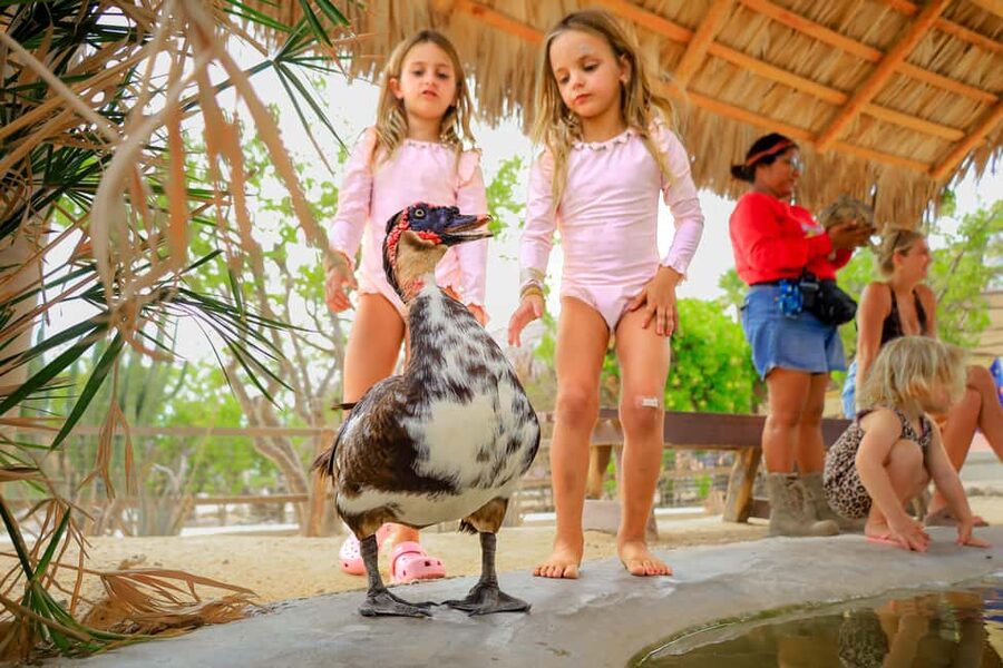 Los Cabos: Animal Encounter & Aqua Park Adventure - Key things to know before you go