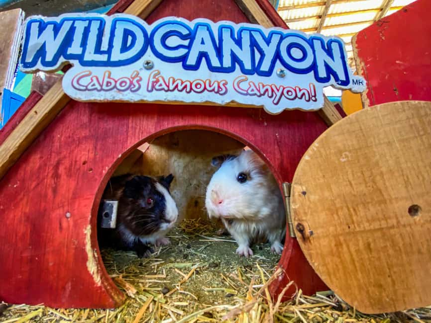 Los Cabos: Animal Encounter & Aqua Park Adventure - Who this tour is best for in Los Cabos
