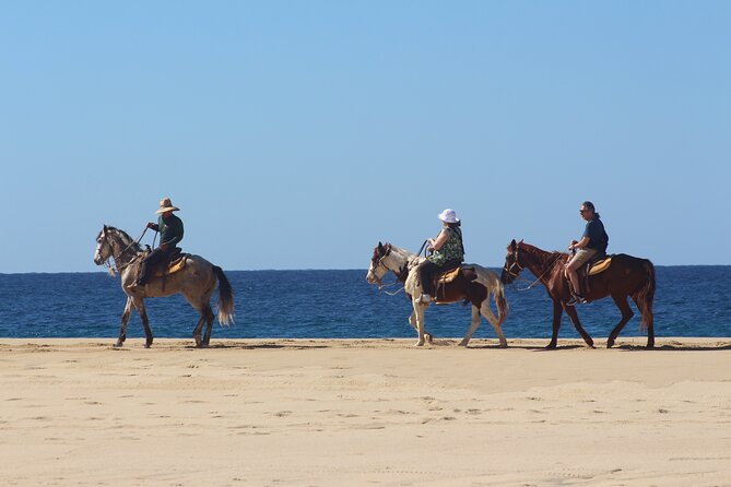 Los Cabos ATV and Pacific Horseback Riding Combo Tour - Whale Season: The January to March Ocean Surprise