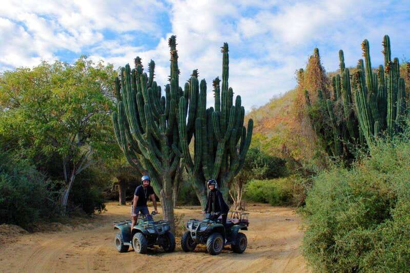 Los cabos:ATV beach&desert with transfer & tequila tasting - Nature spotting and mating-season moments: watch, don’t chase