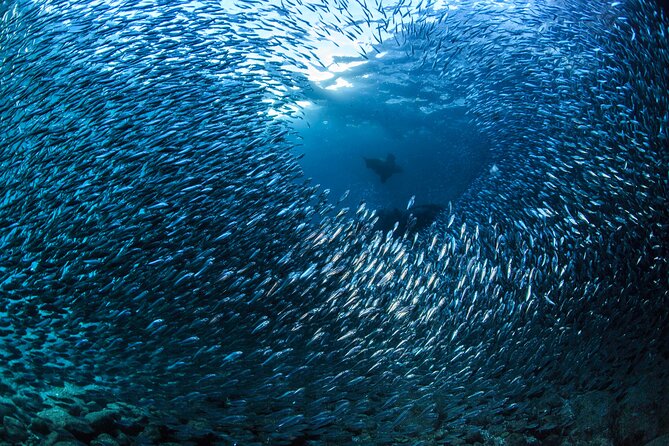 Los Cabos Beginner Scuba Dive Experience - Angelo, Sofia, Sebastian, and the Calm Teaching Style That Makes It Work