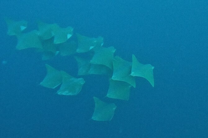 Los Cabos Beginner Scuba Dive Experience - Equipment, Comfort, and the Small On-Board Details That Save You