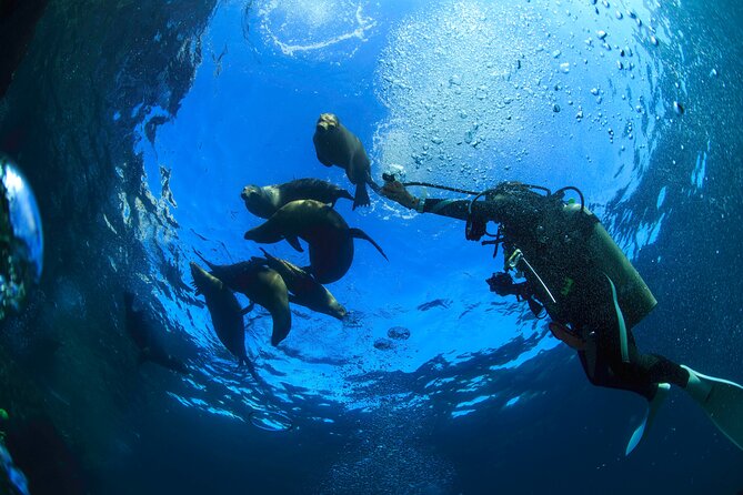 Los Cabos Beginner Scuba Dive Experience - Small Groups in a Big-Crowd City: Why Max 8 Matters