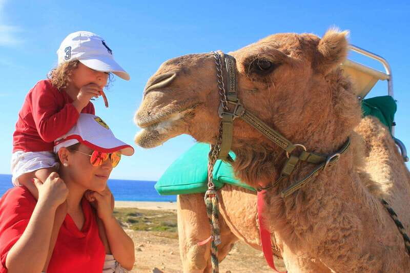 Los Cabos: Camel Ride Safari with Lunch and Tequila Tasting - Key highlights before you go