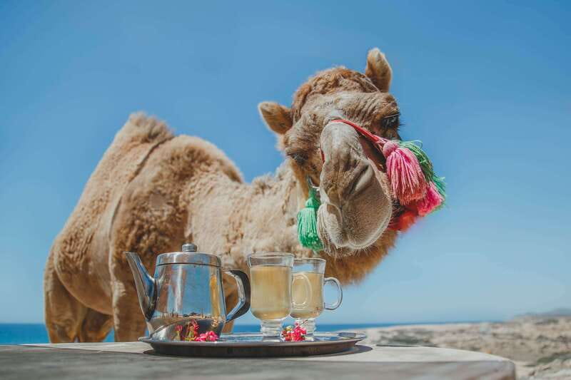 Los Cabos: Camel Ride Safari with Lunch and Tequila Tasting - Getting to the desert: pickup spots, timing, and the $25 cash fee