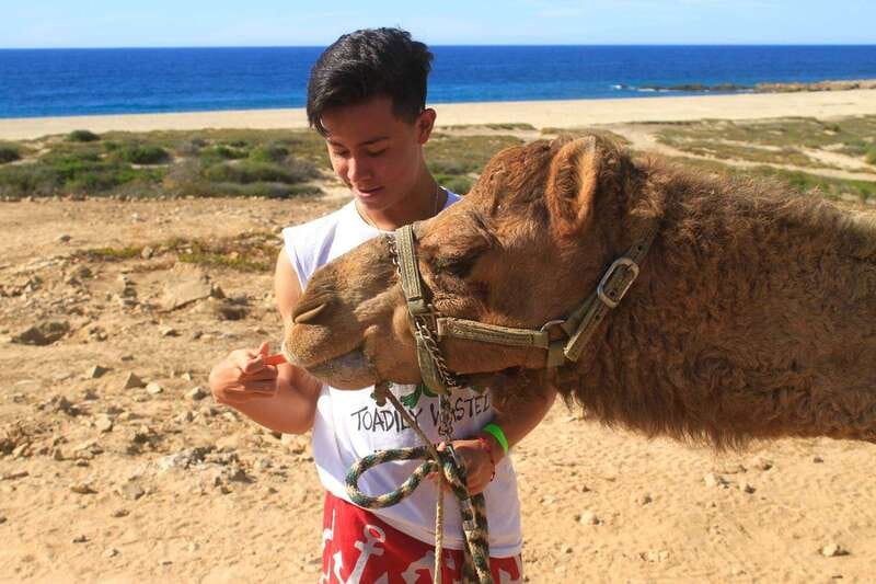 Los Cabos: Camel Ride Safari with Lunch and Tequila Tasting - The desert nature hike: spotting Baja plants and wildlife on purpose