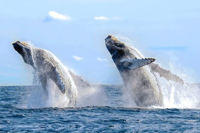 Los Cabos Private Yacht Whale Watching & Drinks - Up to 18 Guests - Whales in Cabo: what to expect during mating season and how the crew helps