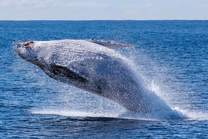 Los Cabos Private Yacht Whale Watching & Drinks - Up to 18 Guests - Price and group size value check, especially with up to 18 in the mix