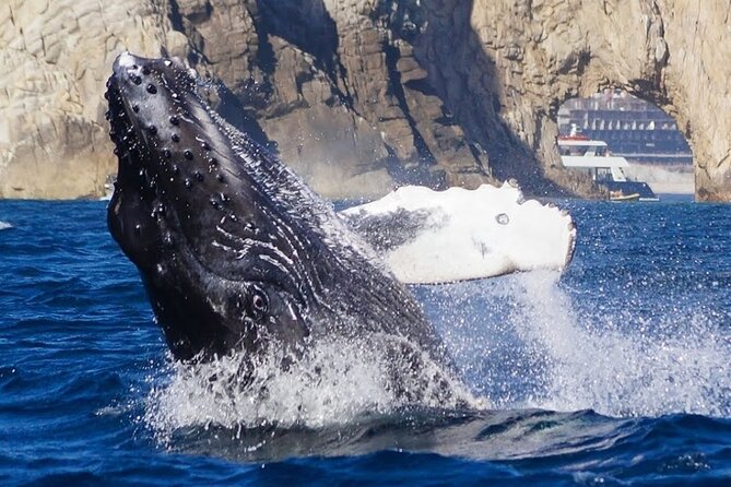 Los Cabos Private Yacht Whale Watching & Drinks - Up to 18 Guests - Meeting point and getting there on time without stress