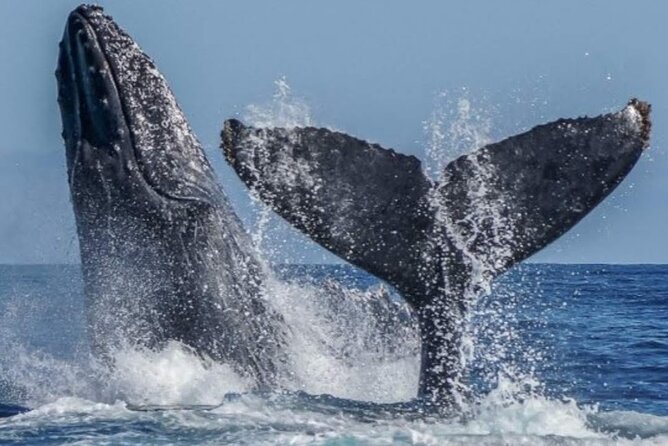 Los Cabos Private Yacht Whale Watching & Drinks - Up to 18 Guests - Who should book this private yacht whale watching in Cabo