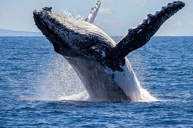 Los Cabos Private Yacht Whale Watching & Drinks - Up to 18 Guests - The 3-hour plan: Arch stop, whale time, and water toy breaks
