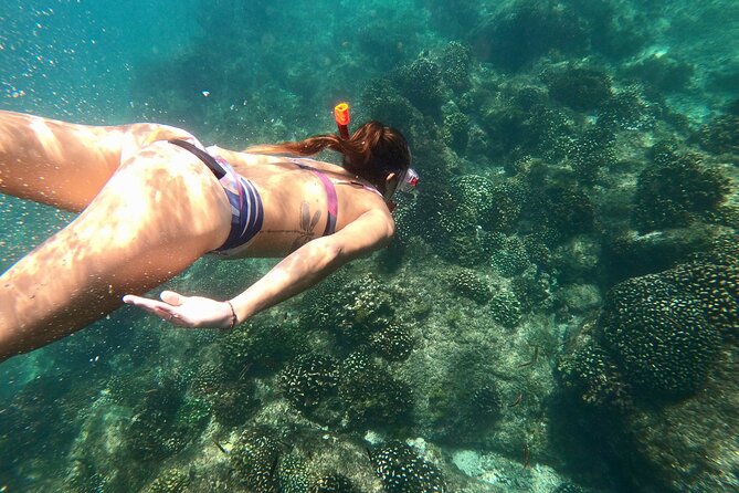 Los Cabos Seasonal Whale Watch and Snorkel Tour - Winter Whale Watching Runs Mid-December Through Mid-April