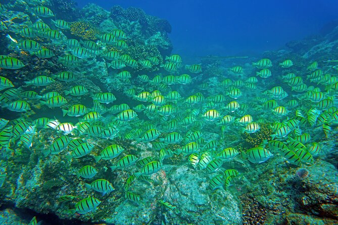 Los Cabos Snorkeling Tour by Speed Boat with Photos Included - Meeting at Baja Vikings and boarding the 28-foot Apex