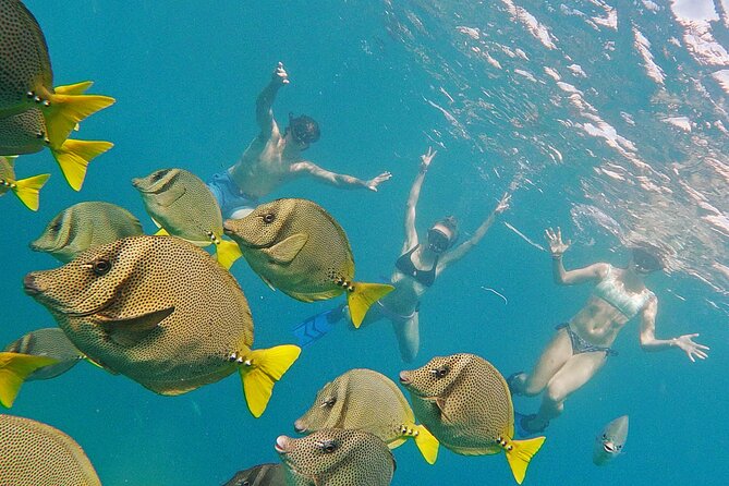 Los Cabos Snorkeling Tour by Speed Boat with Photos Included - Snacks, water, and juice boxes: small touches that help you enjoy the day