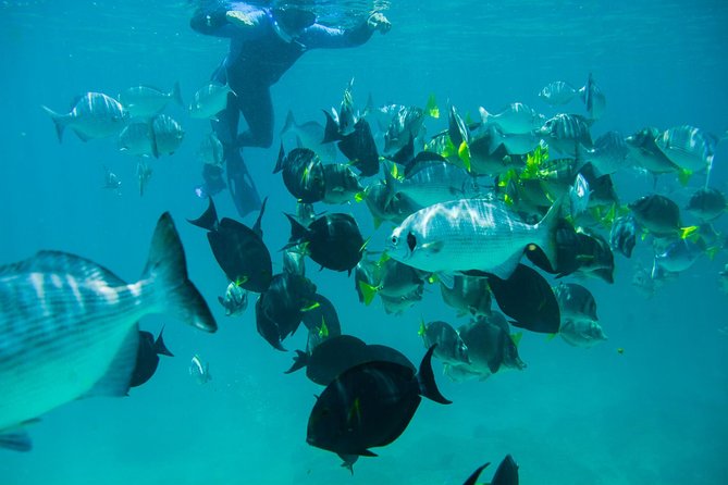 Los Cabos Snorkeling Tour to Chileno Bay and Santa Maria Cove - Why guides are a big deal here: fish spotting, safety, and calm pacing