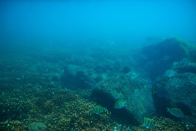 Los Cabos Snorkeling Tour to Chileno Bay and Santa Maria Cove - Two beaches, one shore-entry style: how conditions change the experience