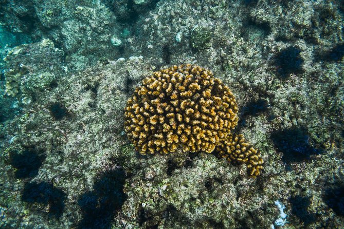 Los Cabos Snorkeling Tour to Chileno Bay and Santa Maria Cove - Price and value: what $95 buys you for three hours in Cabo water