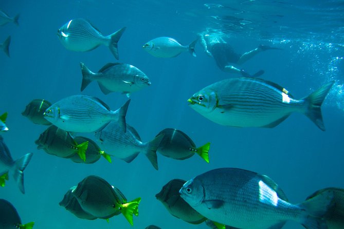 Los Cabos Snorkeling Tour to Chileno Bay and Santa Maria Cove - Your roughly 3-hour schedule: Santa Maria first, then Chileno, plus a drive break