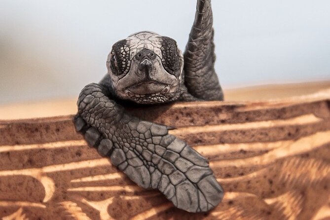 Los Cabos turtle release conservation program - What This Los Cabos Turtle Release Program Actually Does