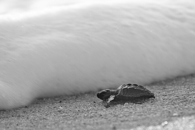 Los Cabos turtle release conservation program - Playa Migriño at Sunset: Waiting, Watching, and Releasing Safely