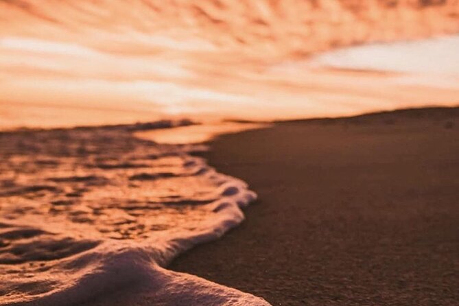 Los Cabos turtle release conservation program - Meet the Marine Biologist: Species Facts You’ll Actually Use
