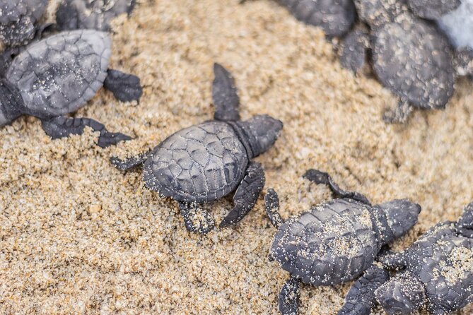 Los Cabos turtle release conservation program - Price and Value: Is $85 Worth the Donation-Style Experience?