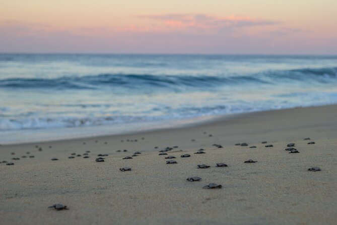 Los Cabos turtle release conservation program - Timing and Logistics: Plan a Buffer, Not a Tight Schedule