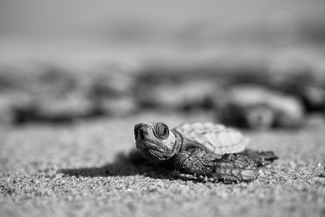 Los Cabos turtle release conservation program - Group Tour vs Private Release Upgrade