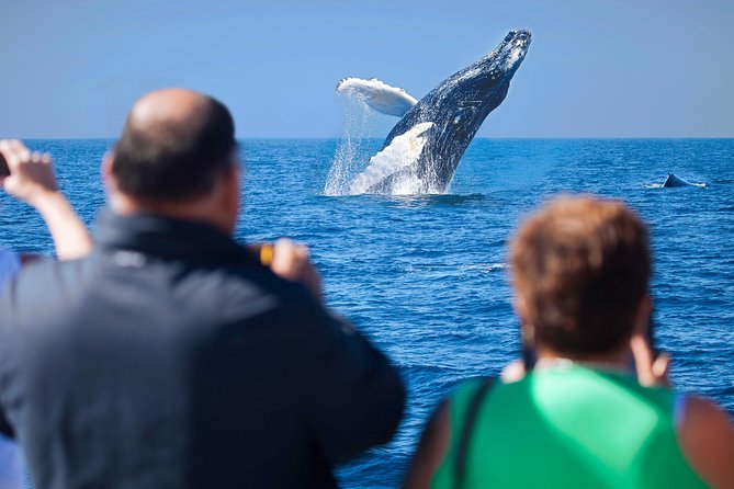 Los Cabos Whale Watching Cruise Including Breakfast - The Onboard Bar: Included Drinks, Realistic Expectations