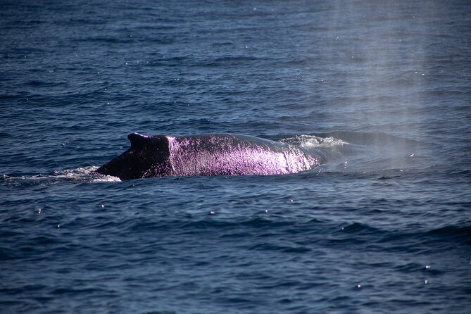 Los Cabos Whale Watching Cruise Including Breakfast - Your 2-Hour Route: Arch, Lovers Beach, and the Whale-Watching Zone