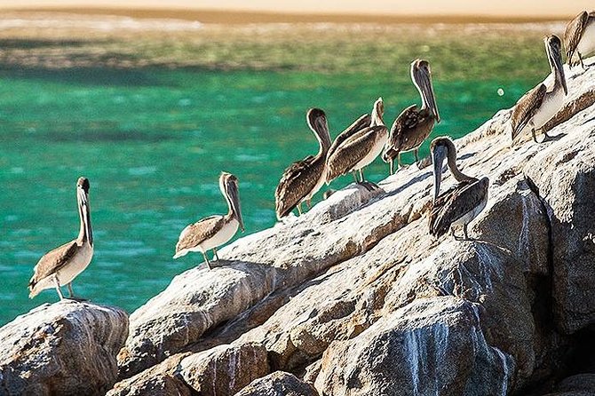 Los Cabos Whale Watching Cruise Including Breakfast - Boat Comfort and Crowd Reality on a Max 50 Catamaran