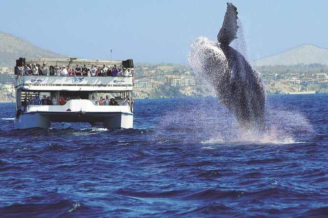 Los Cabos Whale Watching Cruise Including Breakfast - Who This Tour Suits Best (And Who Might Want Another Option)