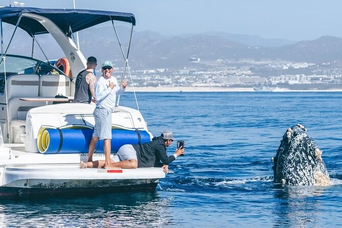 Los Cabos Whale Watching & Snorkel Adventure with Food & Drinks - Quick hits before you go