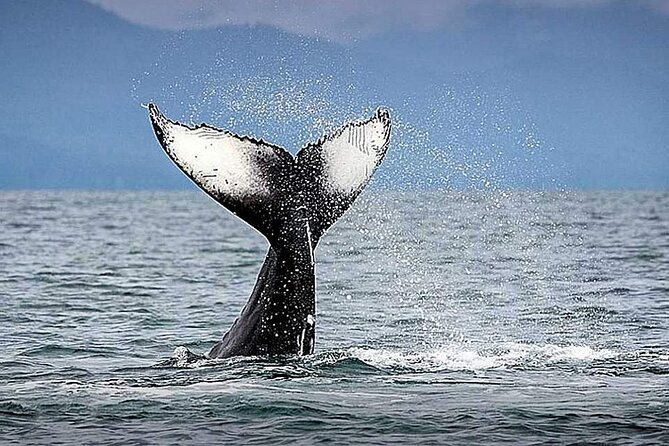 Los Cabos Whale Watching & Snorkel Adventure with Food & Drinks - A private yacht outing from C Dock, Cabo San Lucas