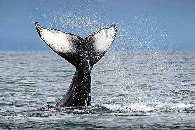 Los Cabos Whale Watching & Snorkel Adventure with Food & Drinks - Lunch on board: ceviche, chips and guacamole, and fajitas