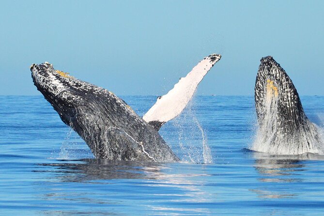 Los Cabos Whale Watching & Snorkel Adventure with Food & Drinks - Margaritas, beer, tequila, and the onboard music touch