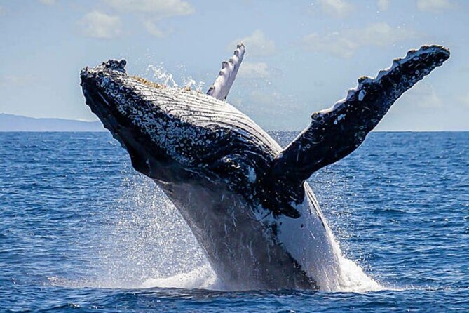 Los Cabos Whale Watching & Snorkel Adventure with Food & Drinks - Timing, meeting point, and practical logistics that save stress