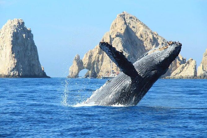 Los Cabos Whale Watching & Snorkel Adventure with Food & Drinks - Snorkeling and paddle boarding, with gear already sorted
