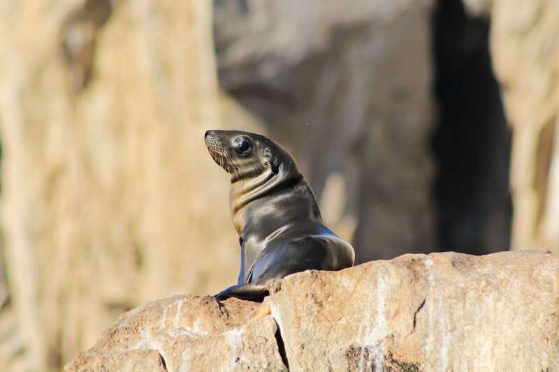 Los Cabos: Whale Watching (Transport and Pictures Included) - Key highlights worth booking