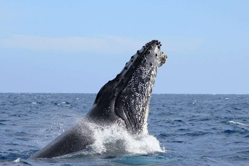 Los Cabos: Whale Watching (Transport and Pictures Included) - Why this Los Cabos whale watching route makes sense