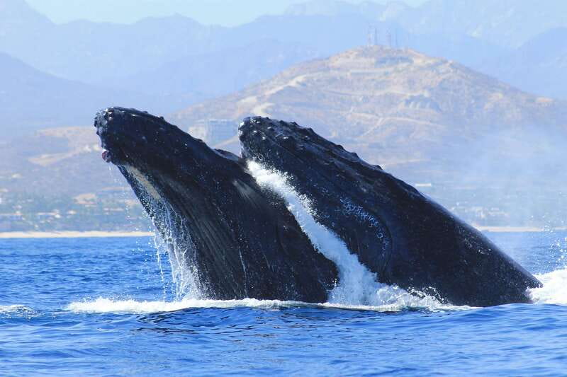 Los Cabos: Whale Watching (Transport and Pictures Included) - Land’s End stop: The Arch photo moment and the Sea Lion colony