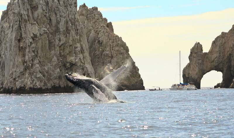 Los Cabos: Whale Watching (Transport and Pictures Included) - What the boat comfort details mean for your day