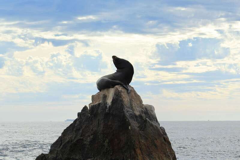 Los Cabos: Whale Watching (Transport and Pictures Included) - Photography included: why it’s better than DIY shots