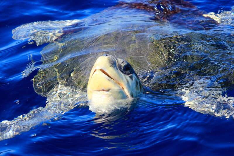 Los Cabos: Whale Watching (Transport and Pictures Included) - Price, value, and what you’re really paying for