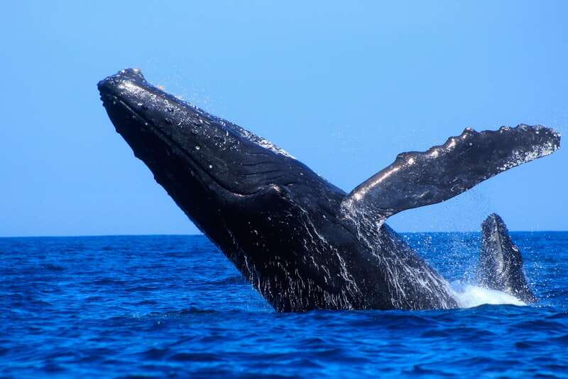 Los Cabos: Whale Watching (Transport and Pictures Included) - Who should book this Los Cabos whale trip